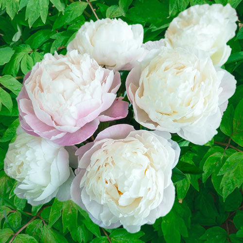 2025 Peony Subscription