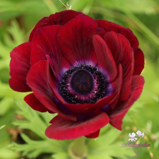 Mistral Bordeaux - $18.00
