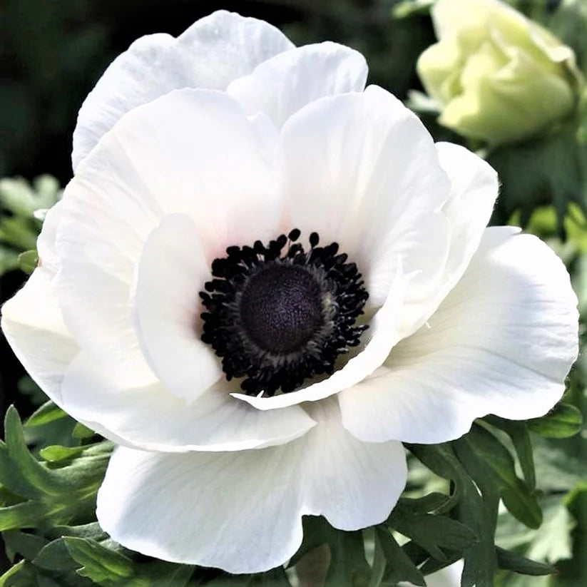 Plus Bianco Centro Nero - $18.00