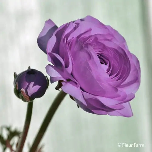 Elegance Malva - $18.00