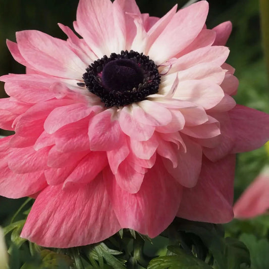 Levante Rosa - $18.00