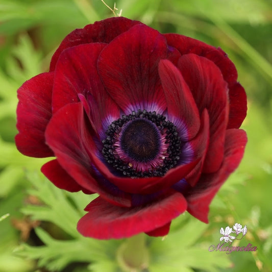 Mistral Bordeaux - $18.00