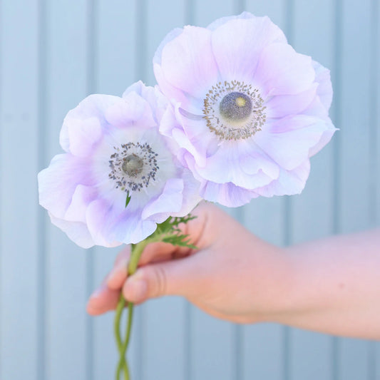 Mistral Pale - $18.00