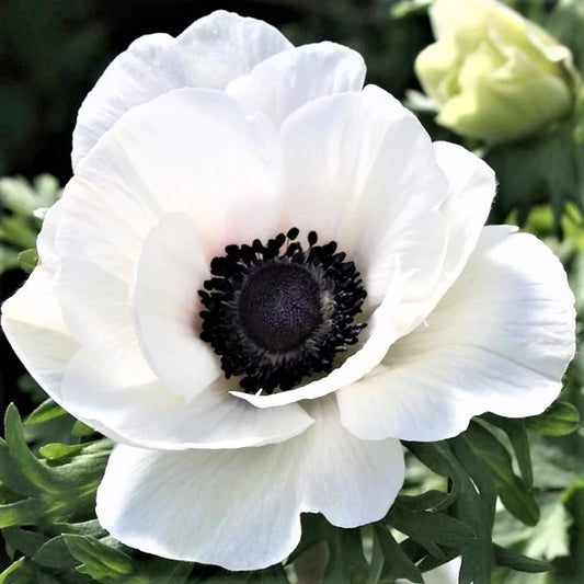 Plus Bianco Centro Nero - $18.00