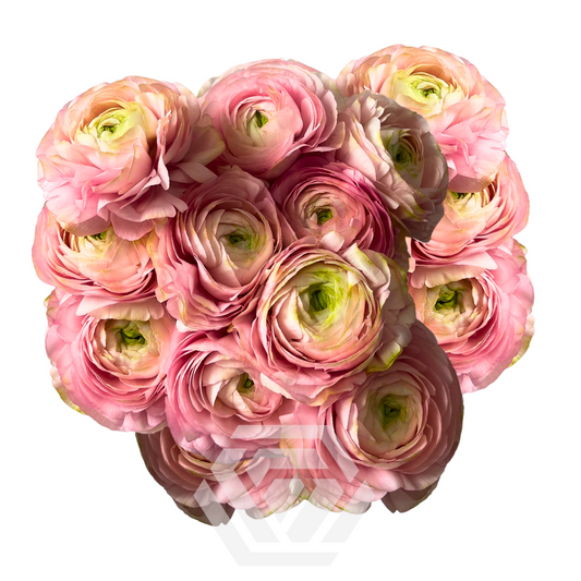 Success Blush - $18.00